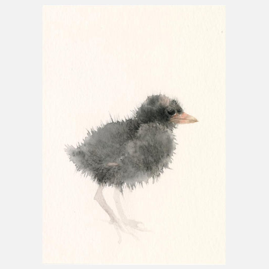 Postkarte Teichhuhnkücken Illustration